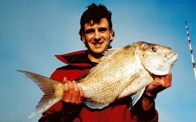 Image result for Pagrus auratus