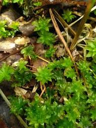 Attēlu rezultāti vaicājumam “Rhodobryum roseum”