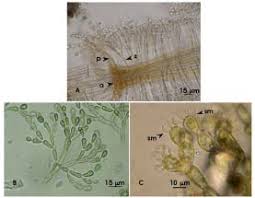 Attēlu rezultāti vaicājumam “Batrachospermum moniliforme”