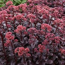 Attēlu rezultāti vaicājumam “Hylotelephium telephium flower”