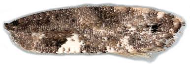 Attēlu rezultāti vaicājumam “Acrolepiopsis assectella”