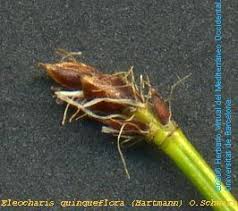 Attēlu rezultāti vaicājumam “Eleocharis quinqueflora”