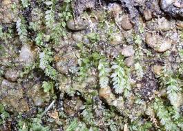 Attēlu rezultāti vaicājumam “Mnium lycopodioides”