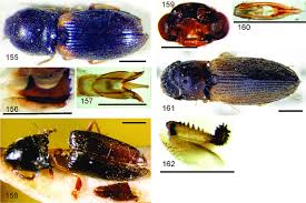 Attēlu rezultāti vaicājumam “Anisotoma humeralis”