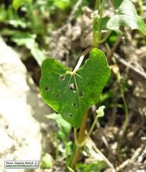 Attēlu rezultāti vaicājumam “Fagopyrum esculentum leaf”