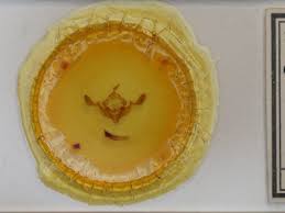 Attēlu rezultāti vaicājumam “Staurophora celsia”