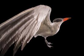 Attēlu rezultāti vaicājumam “Hydroprogne caspia”