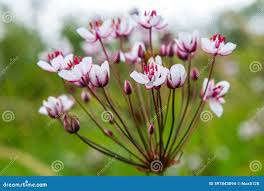 Attēlu rezultāti vaicājumam “Butomus umbellatus bud”