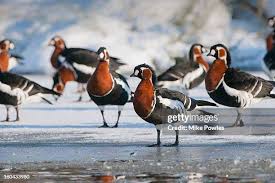 Image result for Branta ruficollis