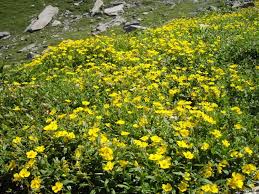 Attēlu rezultāti vaicājumam “Helianthemum nummularium fruit”