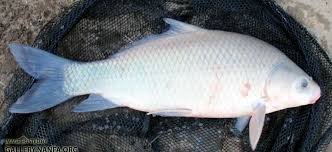 Image result for Ictiobus bubalus