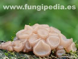 Attēlu rezultāti vaicājumam “Neobulgaria pura”