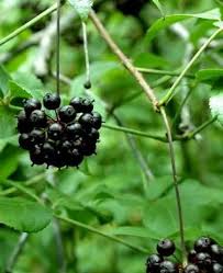 Attēlu rezultāti vaicājumam “Eleutherococcus sessiliflorus”