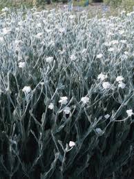 Image result for Lychnis coronaria alba