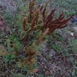 Attēlu rezultāti vaicājumam “Rumex maritimus fruit”