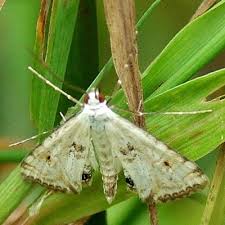 Attēlu rezultāti vaicājumam “Cataclysta lemnata”