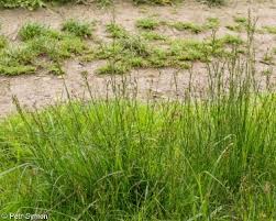 Attēlu rezultāti vaicājumam “Juncus compressus fruit”