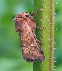 Attēlu rezultāti vaicājumam “Eriopygodes imbecilla”