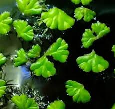 Attēlu rezultāti vaicājumam “Ricciocarpos natans”