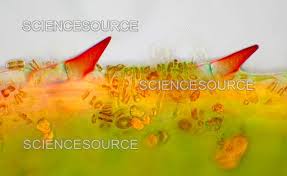 Attēlu rezultāti vaicājumam “Elodea canadensis leaf”