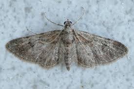 Attēlu rezultāti vaicājumam “Gymnoscelis rufifasciata”