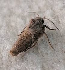 Attēlu rezultāti vaicājumam “Cribraria rubiginosa”