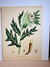 Image result for bilsenkraut