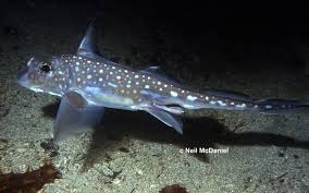 Image result for Hydrolagus colliei