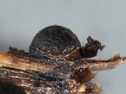 Attēlu rezultāti vaicājumam “Perichaena corticalis”