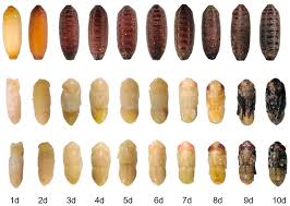 Attēlu rezultāti vaicājumam “Retinia resinella pupa”