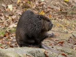 Attēlu rezultāti vaicājumam “Castor fiber”