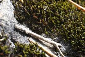 Attēlu rezultāti vaicājumam “Schistidium apocarpum macro”