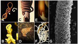 Attēlu rezultāti vaicājumam “Gordius aquaticus”