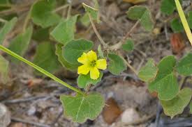 Attēlu rezultāti vaicājumam “Oxalidaceae”