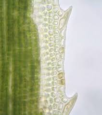 Attēlu rezultāti vaicājumam “Polytrichastrum formosum sporophyte”