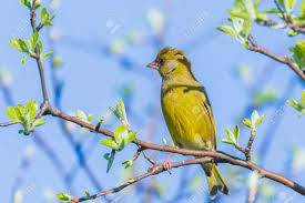 Attēlu rezultāti vaicājumam “Chloris chloris male”