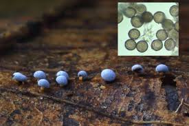 Attēlu rezultāti vaicājumam “Didymium spongiosum spores”