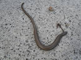 Attēlu rezultāti vaicājumam “Anguis fragilis adult”