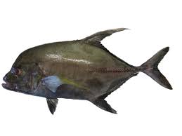 Image result for Caranx lugubris