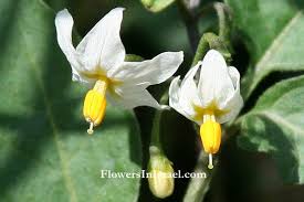 Attēlu rezultāti vaicājumam “Solanum nigrum flower”