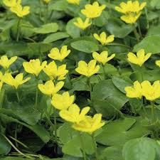 Image result for Seekanne