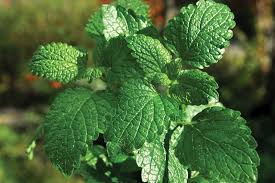 Image result for Mentha piperita