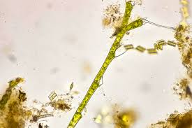 Attēlu rezultāti vaicājumam “Bulbochaete mirabilis”