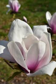 Attēlu rezultāti vaicājumam “Magnolia x soulangeana”