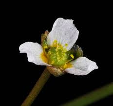 Attēlu rezultāti vaicājumam “Alisma gramineum flower”