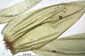 Attēlu rezultāti vaicājumam “Climacium dendroides”