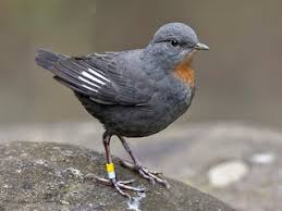 Attēlu rezultāti vaicājumam “Cinclus cinclus adult”