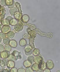 Attēlu rezultāti vaicājumam “Ophiotheca chrysosperma”