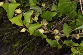 Attēlu rezultāti vaicājumam “Calystegia sepium fruit”