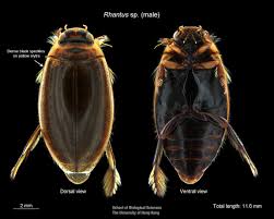 Attēlu rezultāti vaicājumam “Rhantus frontalis”